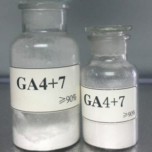 GA 4 + 7