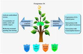 Jasmonic Acid - Image 7