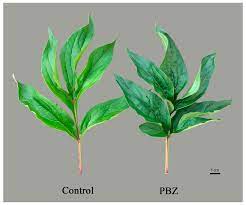 Paclobutrazol Technical - Image 3