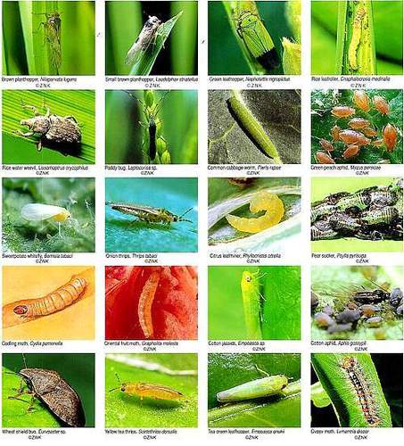 Larvicide - Image 2